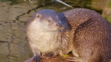 Sonbaharda güneşli bir günde, göl kenarındaki su samurunu kapat..