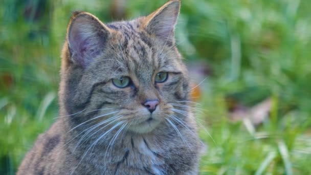 Dekat Dengan Kucing Liar Eropa Duduk Rumput Dan Melihat Lihat Stok Video C Gdmpro 389340194