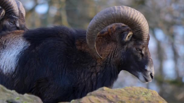 Κοντινό Πλάνο Του Μεγάλου Κέρατο Mouflon Πρόβατα Μια Ηλιόλουστη Μέρα — Αρχείο Βίντεο