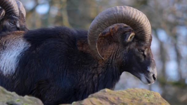 Närbild Stora Horn Musten Får Solig Dag Hösten — Stockvideo