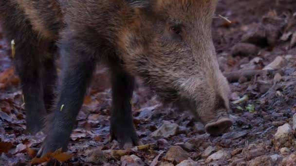 Sluiten Van Wild Zwijn Varkenskop Een Zonnige Dag Herfst — Stockvideo