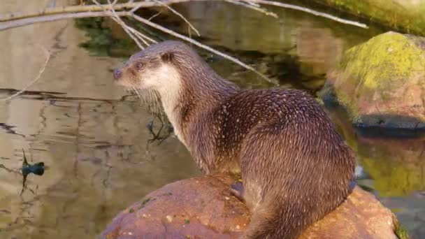 Primer Plano Nutria Río Junto Lago Día Soleado Otoño — Vídeo de stock