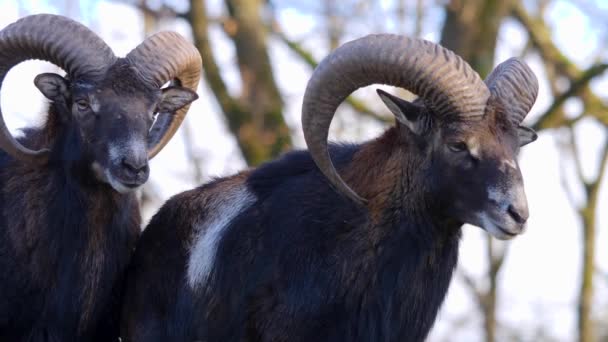 Närbild Stora Horn Musten Får Solig Dag Hösten — Stockvideo