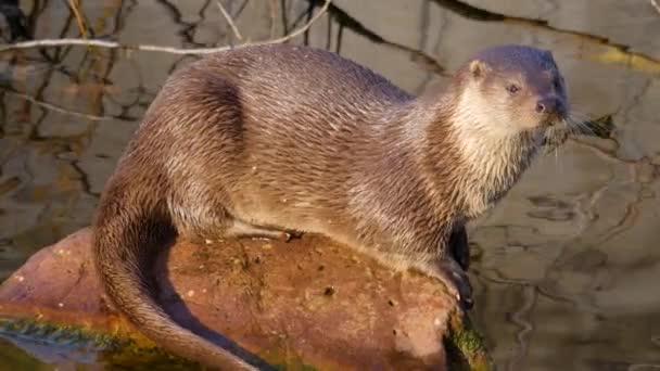 Primer Plano Nutria Río Junto Lago Día Soleado Otoño — Vídeo de stock