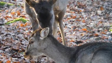 Ormandaki baraj geyiğine yaklaş.