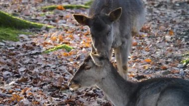 Ormandaki baraj geyiğine yaklaş.
