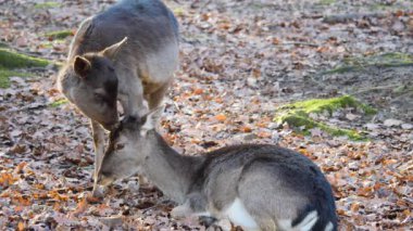 Ormandaki baraj geyiğine yaklaş.