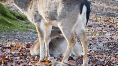 Ormandaki baraj geyiğine yaklaş.