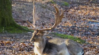 Ormandaki baraj geyiğine yaklaş.