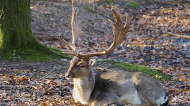 Ormandaki baraj geyiğine yaklaş.