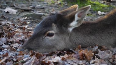 Ormandaki baraj geyiğine yaklaş.