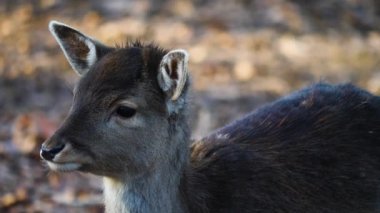 Ormandaki baraj geyiğine yaklaş.
