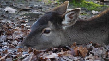 Ormandaki baraj geyiğine yaklaş.