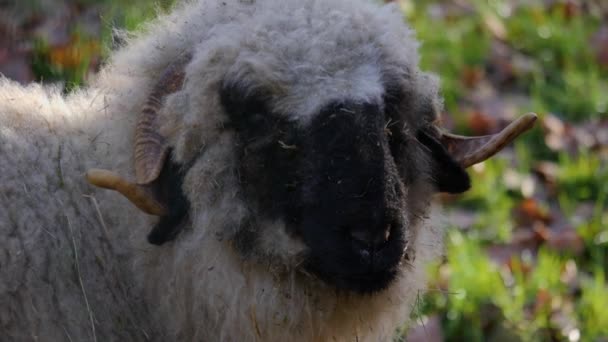 Nahaufnahme Eines Schwarzen Schafskopfes — Stockvideo