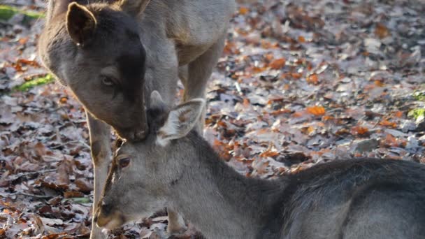 Gros Plan Cerf Barrage Dans Les Bois — Video