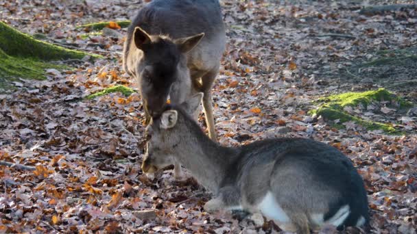 Nahaufnahme Von Damhirschen Wald — Stockvideo