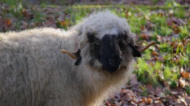 Close Blacknose Sheep Head — Stock video