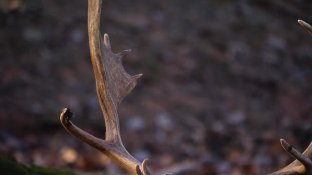 Cercanía Ciervos Bosque — Vídeos de Stock