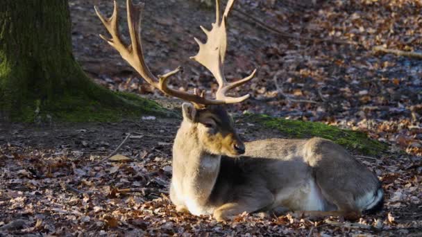 Gros Plan Cerf Barrage Dans Les Bois — Video