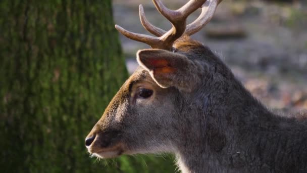 Sluiten Van Damherten Het Bos — Stockvideo