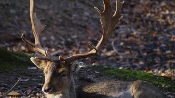 Gros plan du cerf de barrage dans les bois