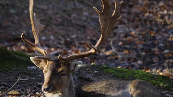 Gros Plan Cerf Barrage Dans Les Bois — Video