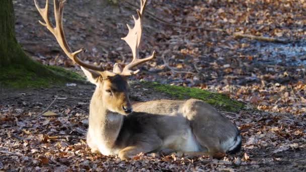 Gros Plan Cerf Barrage Dans Les Bois — Video