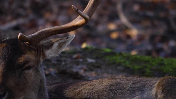 Närbild Dammrådjur Skogen — Stockvideo