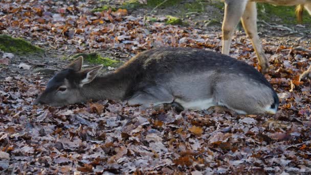 Nahaufnahme Von Damhirschen Wald — Stockvideo