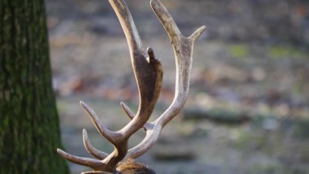 Gros plan du cerf de barrage dans les bois
