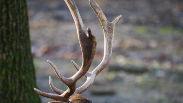 Gros Plan Cerf Barrage Dans Les Bois — Video