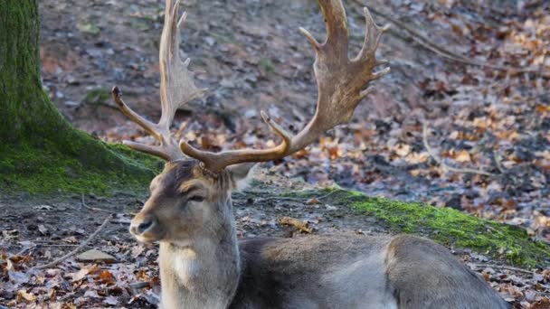 Gros Plan Cerf Barrage Dans Les Bois — Video