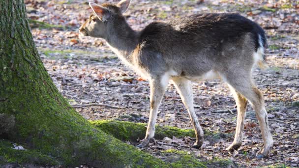 Gros plan de jeunes cerfs de barrage regardant autour en automne.