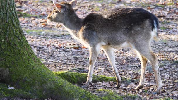 Primo Piano Del Giovane Cervo Della Diga Che Guarda Intorno — Video Stock