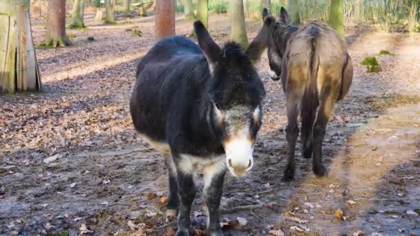 Primer Plano Burro Día Soleado Otoño — Vídeo de stock