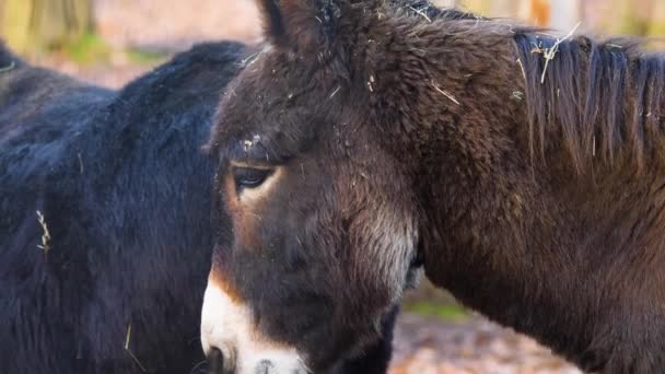 Close Burro Dia Ensolarado Outono — Vídeo de Stock