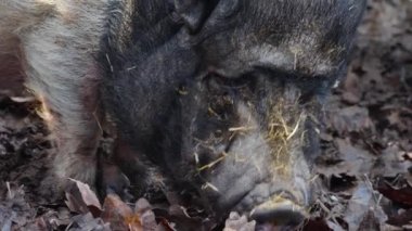 Etrafa bakan göbekli domuz kafasının yakınına..