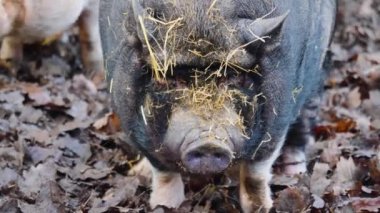 Etrafa bakan göbekli domuz kafasının yakınına..