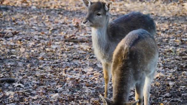 Primo Piano Del Giovane Cervo Della Diga Che Guarda Intorno — Video Stock