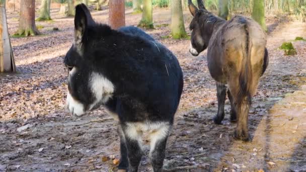 Primer Plano Burro Día Soleado Otoño — Vídeo de stock