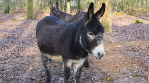 Gros plan de l'âne, par une journée ensoleillée en automne