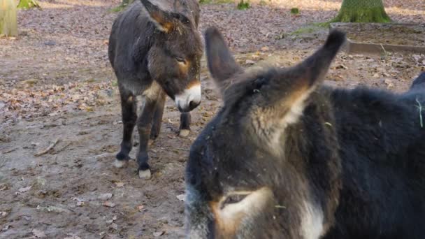 Primer Plano Burro Día Soleado Otoño — Vídeo de stock