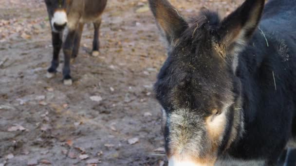 Close Burro Dia Ensolarado Outono — Vídeo de Stock