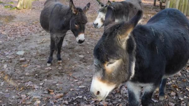 Close Donkey Sunny Day Autumn — Stock Video