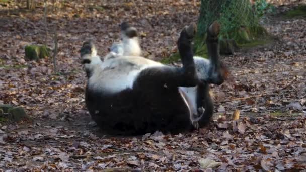 Gros plan de l'âne, par une journée ensoleillée en automne