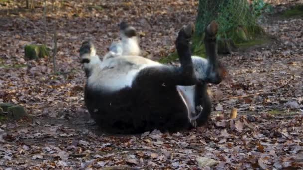 Nahaufnahme Vom Esel Einem Sonnigen Tag Herbst — Stockvideo