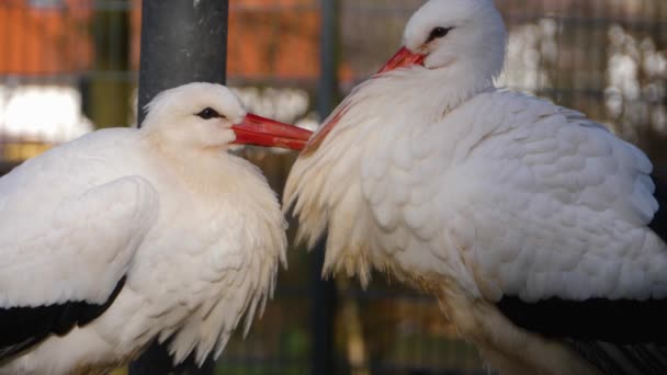 两只白鹤在它们的巢穴中接近 — 图库视频影像