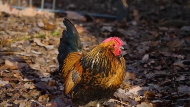 Gros Plan Poulet Coq Par Une Journée Ensoleillée Automne — Video