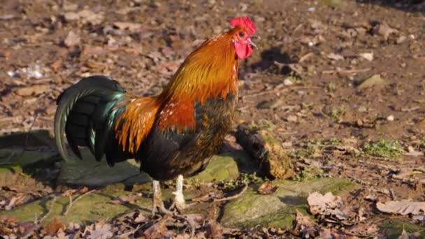 Κοντινό Πλάνο Του Κοτόπουλου Κόκορα Μια Ηλιόλουστη Μέρα Φθινόπωρο — Αρχείο Βίντεο