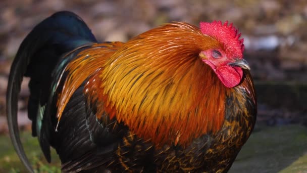 Sluiten Van Haan Kip Een Zonnige Dag Herfst — Stockvideo